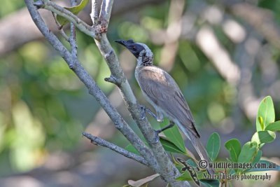 Silver-crowned Friarbird a8938.jpg