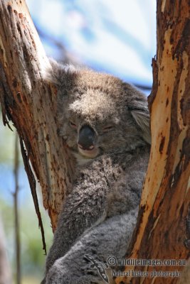 Koala 2942.jpg