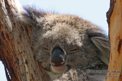 Koala 2955.jpg