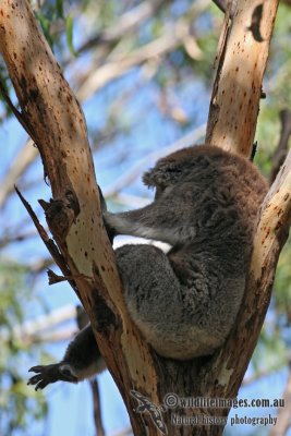 Koala 2998.jpg