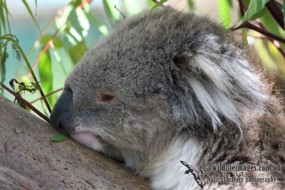Koala 3033.jpg