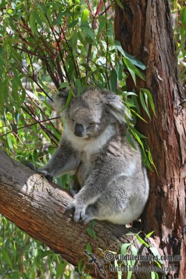 Koala 3048.jpg