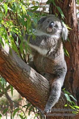Koala 3064.jpg