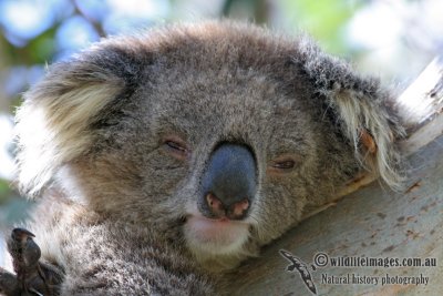 Koala 3083.jpg