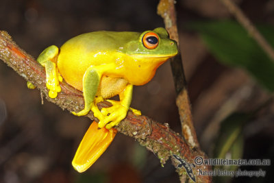 Litoria xanthomera a3567.jpg