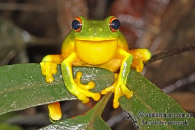 Litoria xanthomera a3572.jpg