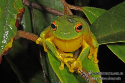 Litoria xanthomera a3578.jpg