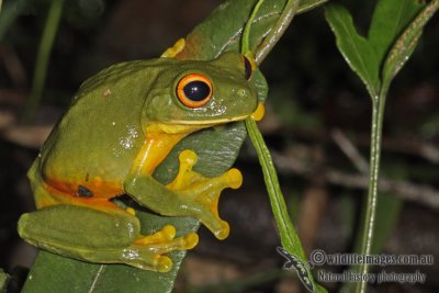 Orange-thighed Tree Frog - Litoria xanthomera