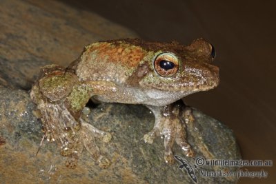 Kuranda Tree Frog - Litoria myola