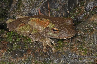 Litoria myola a3721.jpg