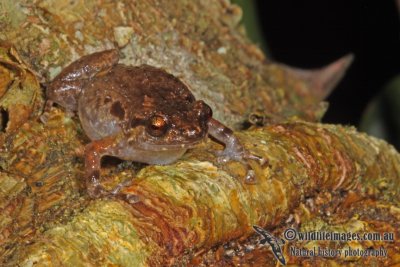 Ornate Nursery Frog - Cophixalus ornatus