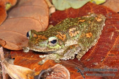 Green-eyed Tree Frog - Litoria genimaculata