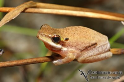 Northern Dwarf Tree Frog - Litoria bicolor