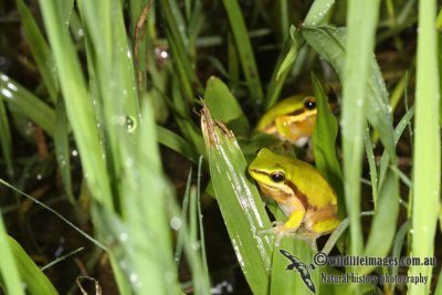 Litoria bicolor a3207.jpg