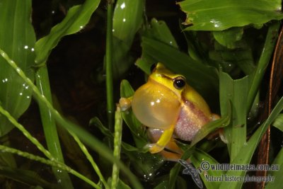 Litoria bicolor a3215.jpg