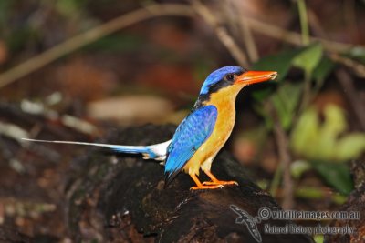Buff-breasted Paradise-Kingfisher a3193.jpg