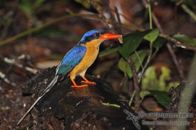 Buff-breasted Paradise-Kingfisher a3247.jpg