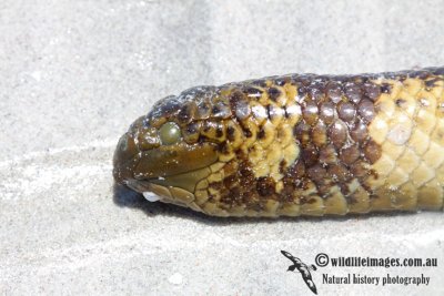 Turtle-Headed Sea Snake - Emydocephalus annulatus