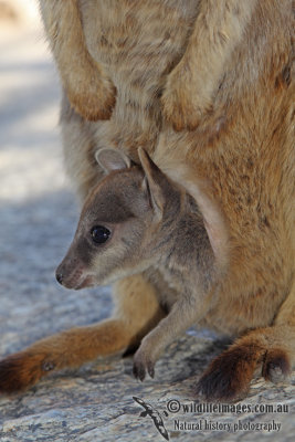 Mareeba Rock-Wallaby a6919.jpg