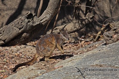 Mareeba Rock-Wallaby a6930.jpg