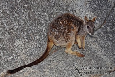 Mareeba Rock-Wallaby a6935.jpg