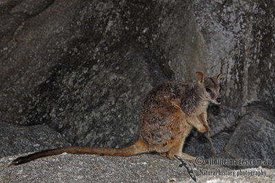 Mareeba Rock-Wallaby a6979.jpg