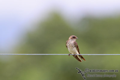 Red-rumped Swallow a3150.jpg