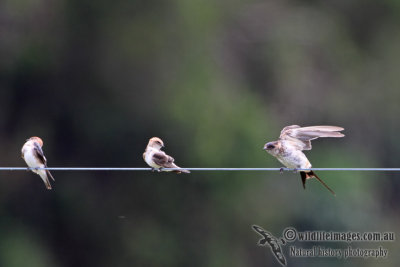 Red-rumped Swallow a3159.jpg