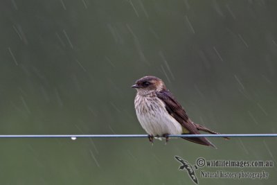 Red-rumped Swallow a3303.jpg