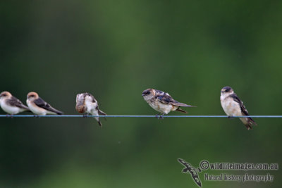 Red-rumped Swallow a3422.jpg