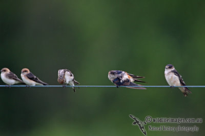 Red-rumped Swallow a3423.jpg