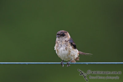 Red-rumped Swallow a3447.jpg