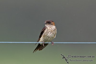 Red-rumped Swallow a3462.jpg