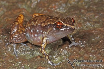 Rain Frog - Sphenophryne pluvialis