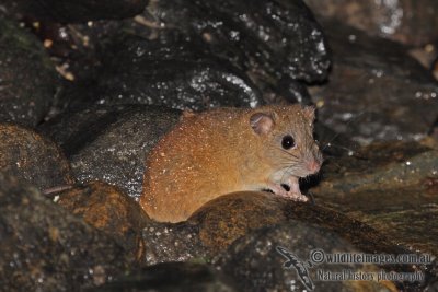 Fawn-footed Melomys a3562.jpg