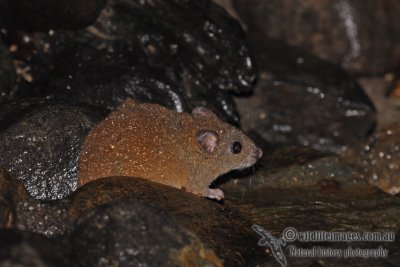 Fawn-footed Melomys a3563.jpg