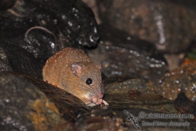 Fawn-footed Melomys a3564.jpg