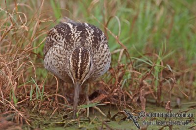 Pin-tailed Snipe a1738.jpg