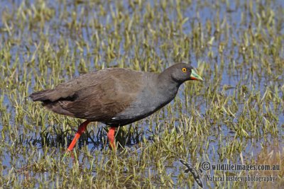 Black-tailed Nativehen a3937.jpg