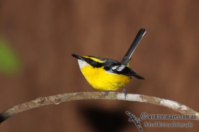 Yellow-breasted Boatbill a7082.jpg