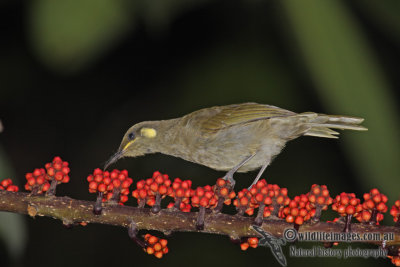Yellow-spotted Honeyeater a3515.jpg
