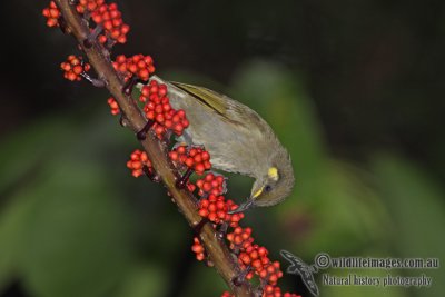 Yellow-spotted Honeyeater a3517.jpg