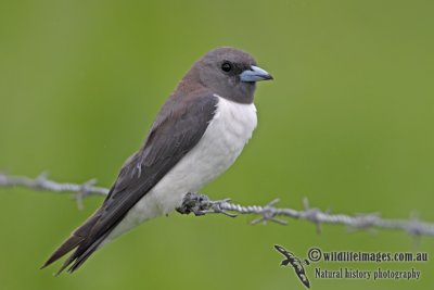 White-breasted Woodswallow a3282.jpg