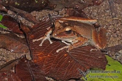 Litoria jungguy a3329.jpg