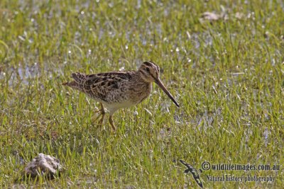 Lathams Snipe a3755.jpg