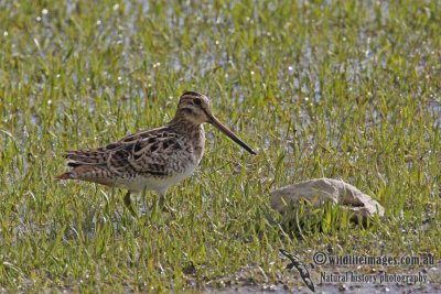 Lathams Snipe a3756.jpg