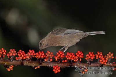 Dusky Honeyeater a3528.jpg