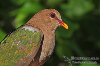 Emerald Dove a2798.jpg