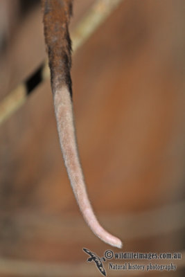 Common Ringtail Possum a3894.jpg