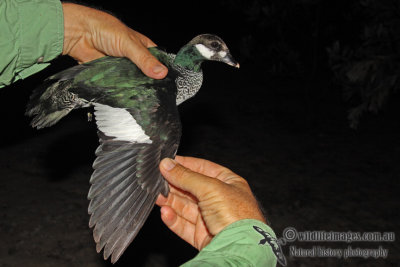 Green Pygmy-goose a0441.jpg